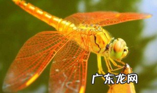 蜻蜓吃什么的 蜻蜓吃什么