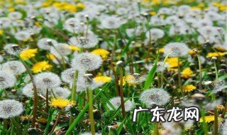 哪些人不能吃蒲公英健康饮食常识 哪类人不宜食蒲公英