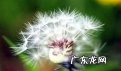 哪类人不能吃蒲公英 哪类人不宜服用蒲公英