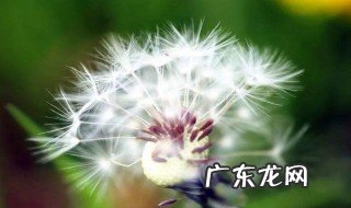 哪类人不能吃蒲公英 哪类人不宜服用蒲公英