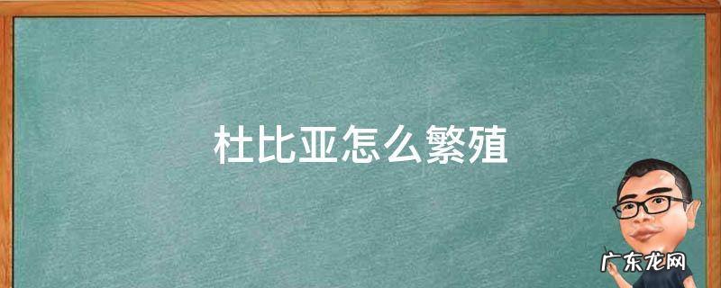 杜比亚怎么繁殖 杜比亚繁殖能力强吗
