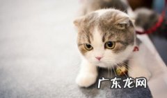 吸猫是啥意思是什么 吸猫是啥意思?