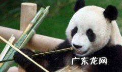 食铁兽是什么动物支付宝 食铁兽是什么动物