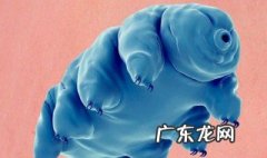 水熊虫和水仙花哪个生命力更强 水熊虫和水仙花哪个生命力更强些