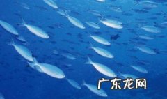 海洋生物资源最丰富的海区 海洋生物资源最丰富的是哪个大洋
