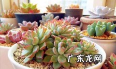 适合多肉发朋友圈的文字 适合多肉发朋友圈的句子