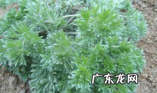 白蒿泡茶有啥功效 白蒿泡茶有啥功效和作用