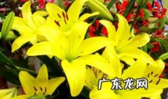 赏花人生感言 赏花的季节朋友圈说说