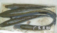 吃黑鱼有什么功效和作用 吃黑鱼起什么作用