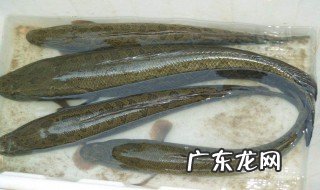 吃黑鱼有什么功效和作用 吃黑鱼起什么作用