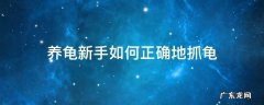 养龟新手如何正确地抓龟 新手养龟技巧