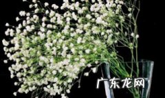 桂花树桌子放家里哪里好 桂花树在家里摆放什么位置好