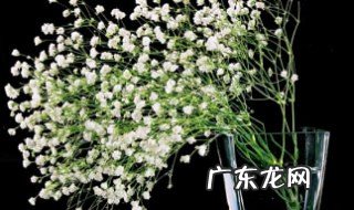 桂花树桌子放家里哪里好 桂花树在家里摆放什么位置好