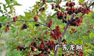 桑树和桑葚树是一样的吗 桑树和桑葚树是一种树吗