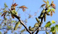 核桃树芽能吃吗 核桃树芽能吃吗有毒吗