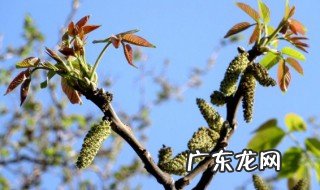核桃树芽能吃吗 核桃树芽能吃吗有毒吗