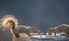 松鼠的特点和爱好 松鼠的特点