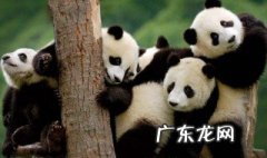 大熊猫的特点和生活特征有哪些 大熊猫的特点