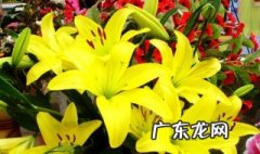 百合花的特点 百合花的特点与外形