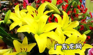 百合花的特点 百合花的特点与外形