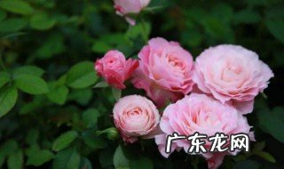 月季花的特点功效 月季花的特点