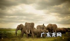 大象的特点和生活特征 大象的特点