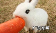 什么人不适合吃兔子 哪类人不宜吃兔子肉