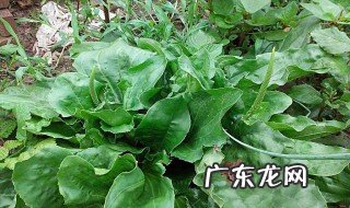 车前草可以炒干吗 车前草可以炒菜吗