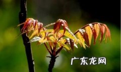 香椿和什么一起吃好吃 香椿和什么一起吃好