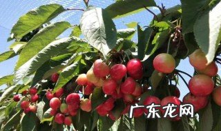 多多果园怎么领取 多多果园怎么领种子