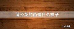 蒲公英的苗是什么样子 蒲公英的幼苗图片