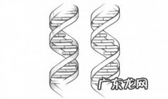 dna分子结构特点
