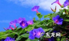 喇叭花的特点和外形,颜色怎么写 喇叭花的特点