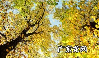 银杏树的特点简单介绍 银杏树的特点