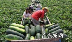 冬瓜的做法大全家常菜 冬瓜的做法大全家常菜图片