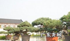 罗汉松放客厅哪个方位 罗汉松放在客厅什么位置