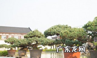 罗汉松放客厅哪个方位 罗汉松放在客厅什么位置