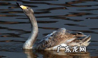 家里饲养的大鹅它们的祖先是什么动物 家里饲养的大鹅它们的祖先是