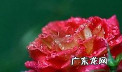 好雨知时节当春乃发生全诗 书法好雨知时节当春乃发生全诗
