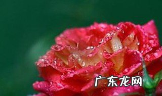 好雨知时节当春乃发生全诗 书法好雨知时节当春乃发生全诗