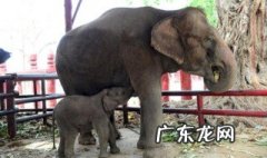 大象怀孕多久才生小象? 大象怀孕多久生产
