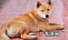 狗粪如何腐熟当肥料施肥 狗粪如何腐熟当肥料