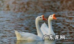自己在家怎样孵化小鹅 自己在家怎样孵化小鹅视频