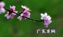 春暖花开的简短句子 春暖花开的简短句子有哪些