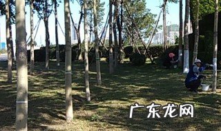 绿化树什么季节涂白最佳 绿化树涂白剂一年四季都可以涂吗