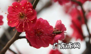 关于梅花的作文 关于梅花的作文题目