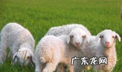 关于羊的成语 关于羊的成语吉利
