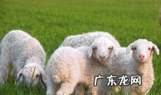 关于羊的成语 关于羊的成语吉利