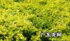 小叶冬青的作用与功效禁忌 小叶冬青的作用与功效