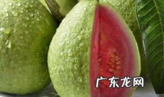 芭乐红心功效与作用 芭乐红心的功效与作用